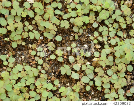 Making butterfly garden (germination of food grass harpot of Yamato juniper) Making butterfly garden (germination of food grass harpot of Yamato juniper) 42209082