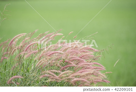 Squirrel tail grass. Squirrel tail grass. 42209101