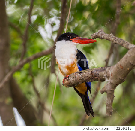 Black-capped Kingfisher on a branch in park. Black-capped Kingfisher on a branch in park. 42209113