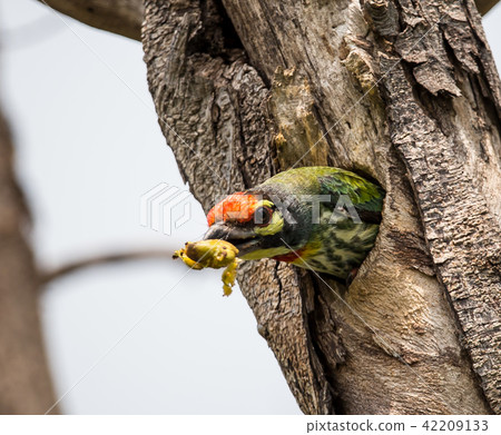 coppersmith barbet (Megalaima haemacephala) 42209133