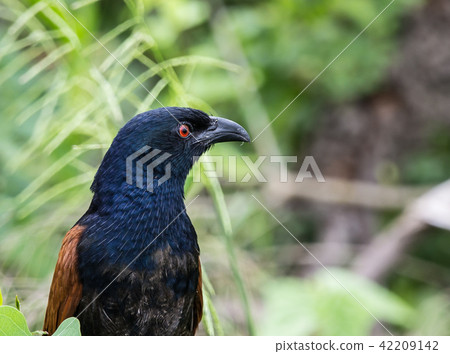 Coucals, Crow pheasants on tree. 42209142