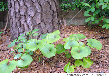 一條毛巾 42209214