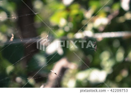 Spiderweb with mosquitoes Spiderweb with mosquitoes 42209753