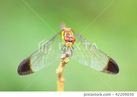 Dragonfly up 42209830