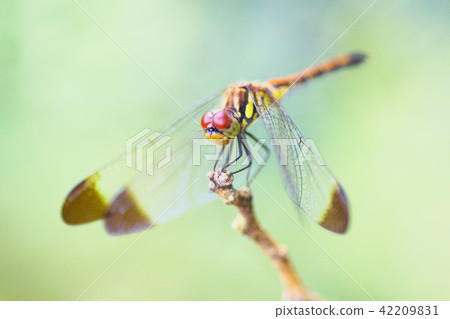 Dragonfly up 42209831