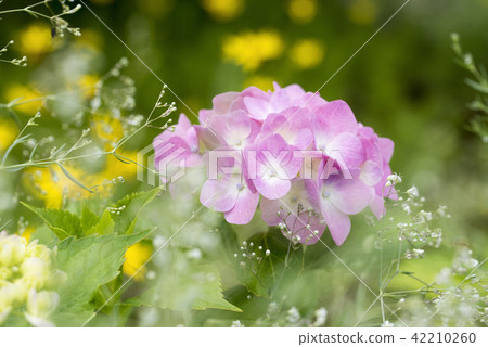 In the hydrangea season 42210260