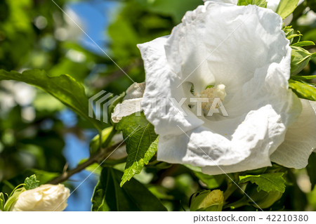 Hibiscus rosa sinensis Snowflake Hibiscus, Shoe Flower, Chinese rose, Rosa mallow  42210380
