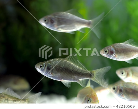 Funa fry 42210509