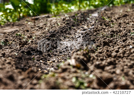 Sown seeds in the ground, in perspective and blur 42210727