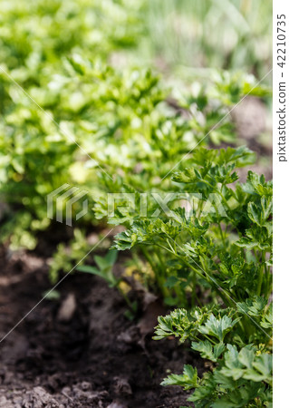 Petroselinum crispum - Curly parsley on the ground 42210735