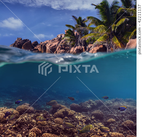 Split. Tropical island Split. Tropical island 42211137