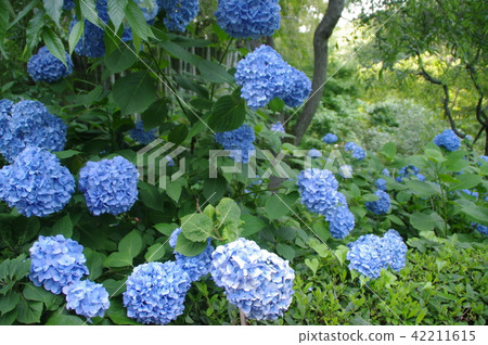 Hydrangea (Meigetsuin) Hydrangea (Meigetsuin) 42211615