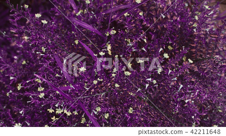 Dark purple leaves pattern Dark purple leaves pattern 42211648