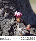 Sprout 42212899