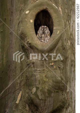 Beautiful nature scene with Tawny Owl Beautiful nature scene with Tawny Owl 42212987