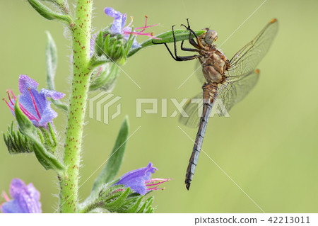 Macro shot of dragonfly Keeled skimmer 42213011