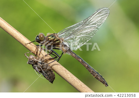 Macro shot of dragonfly Downy emerald Macro shot of dragonfly Downy emerald 42213058