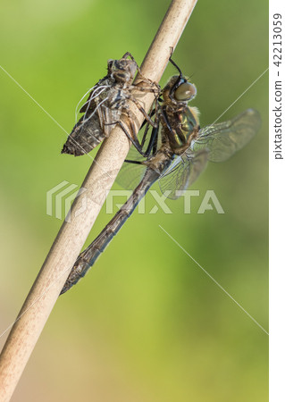 Macro shot of dragonfly Downy emerald Macro shot of dragonfly Downy emerald 42213059
