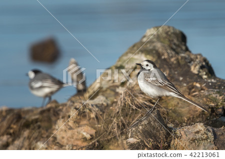 White wagtail (Motacilla alba) in the nature habit White wagtail (Motacilla alba) in the nature habit 42213061