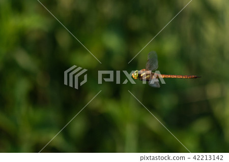 Macro shot of the flying dragonfly Norfolk Hawker Macro shot of the flying dragonfly Norfolk Hawker 42213142
