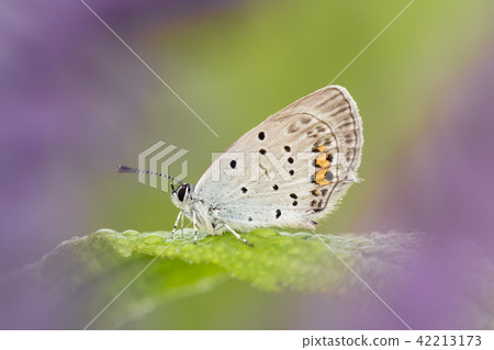 Macro shot of butterfly Short-tailed Blue Macro shot of butterfly Short-tailed Blue 42213173