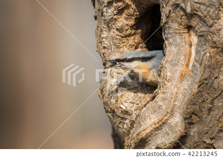 wood nuthatch (Sitta europaea) 42213245