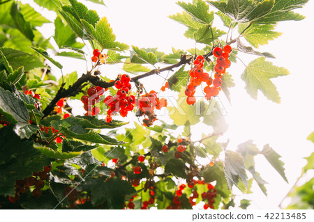 Redcurrant Or Red Currant Ribes Rubrum Branch. Growing Organic Berries 42213485