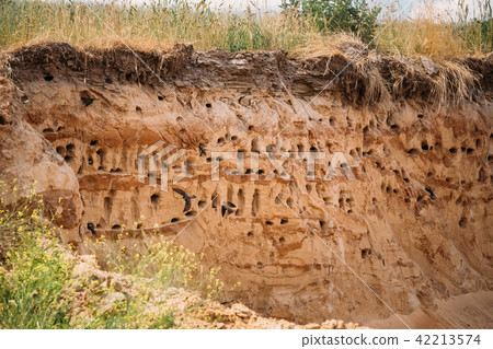 European Sand Martin Active Breeding Colony Near Burrows In Sand River Coast. European Sand Martin Active Breeding Colony Near Burrows In Sand River Coast. 42213574