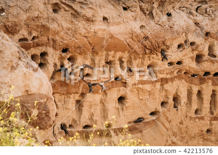 European Sand Martin Active Breeding Colony Near Burrows In Sand River Coast. European Sand Martin Active Breeding Colony Near Burrows In Sand River Coast. 42213576