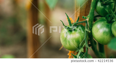 Green Growing Organic Tomato. Homegrown Tomatoes In Vegetable Garden Green Growing Organic Tomato. Homegrown Tomatoes In Vegetable Garden 42214536