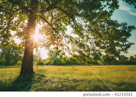 Summer Sunny Forest Trees And Green Grass. Nature Wood Sunlight Summer Sunny Forest Trees And Green Grass. Nature Wood Sunlight 42214581