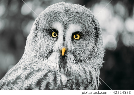Great Grey Owl Or Great Gray Owl - Strix Nebulosa. Wild Bird. Close Up Head Great Grey Owl Or Great Gray Owl - Strix Nebulosa. Wild Bird. Close Up Head 42214588