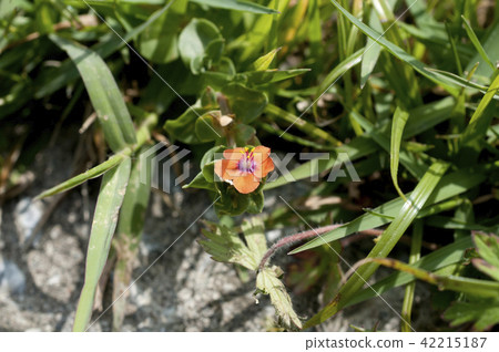 Akabana Rurihakoba Akabana Rurihakoba 42215187