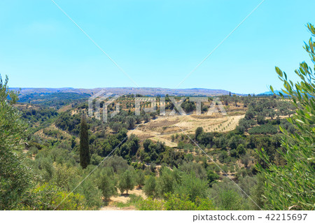 Olive plantation in Crete, the island of olive trees. 42215697