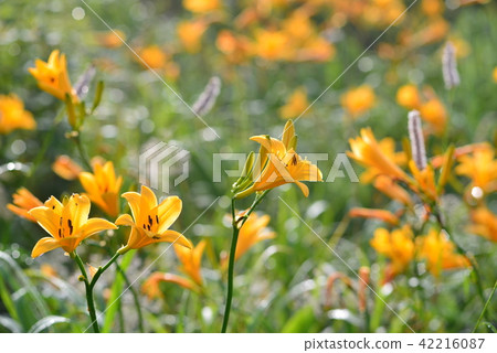 長野縣的Nikko Kisuge Kagamine Peak Plateau 42216087