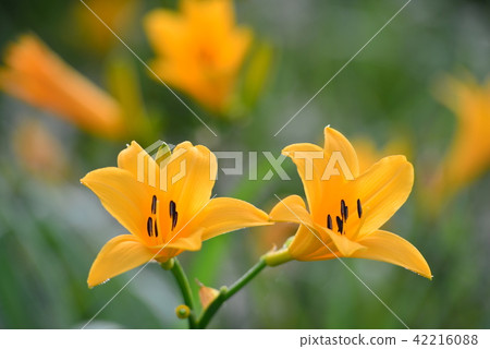 長野縣的Nikko Kisuge Kagamine Peak Plateau 長野縣的Nikko Kisuge Kagamine Peak Plateau 42216088