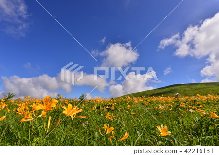 長野縣的Nikko Kisuge Kagamine Peak Plateau 長野縣的Nikko Kisuge Kagamine Peak Plateau 42216131