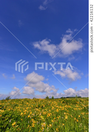 長野縣的Nikko Kisuge Kagamine Peak Plateau 長野縣的Nikko Kisuge Kagamine Peak Plateau 42216132