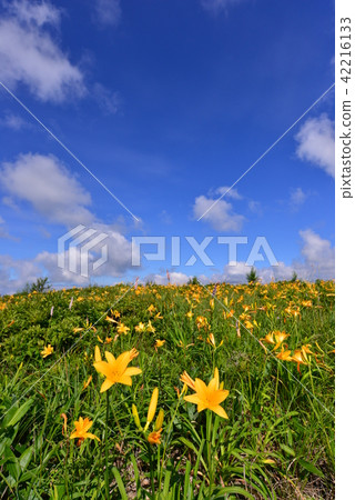 長野縣的Nikko Kisuge Kagamine Peak Plateau 長野縣的Nikko Kisuge Kagamine Peak Plateau 42216133