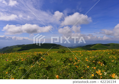 長野縣的Nikko Kisuge Kagamine Peak Plateau 長野縣的Nikko Kisuge Kagamine Peak Plateau 42216134