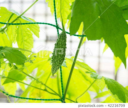 Small actual green curtain of bitter gourd curry 42216709