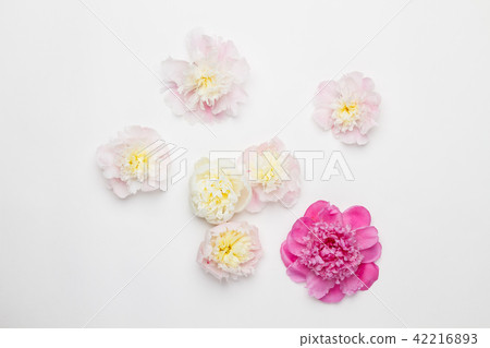 Peonies on a white background. Top view Peonies on a white background. Top view 42216893