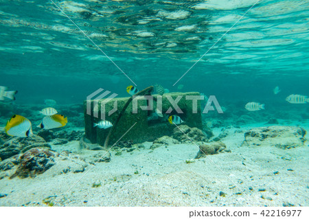 Snorkelling 42216977
