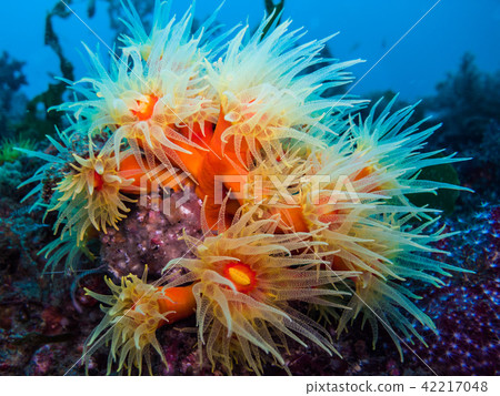 傳播觸手 傳播觸手 42217048