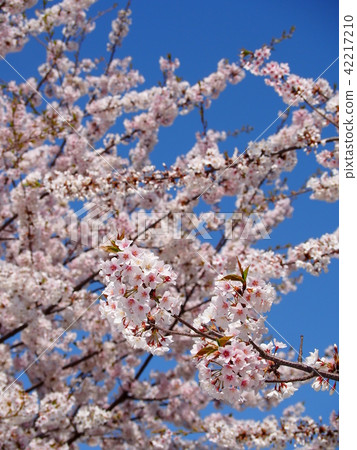 Ishido Kamakura Ishido Kamakura 42217210