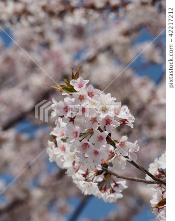 Ishido Kamakura 42217212