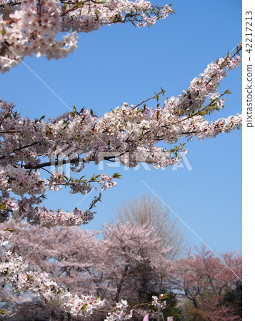 Ishido Kamakura Ishido Kamakura 42217213