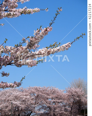 Ishido Kamakura 42217214