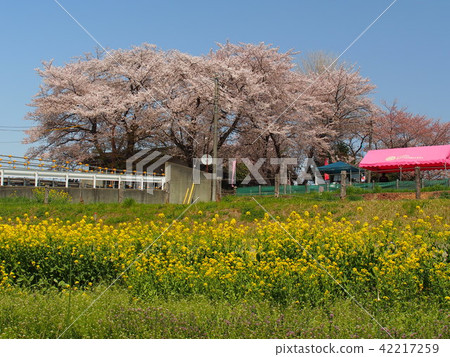 Ishido Kamakura Ishido Kamakura 42217259