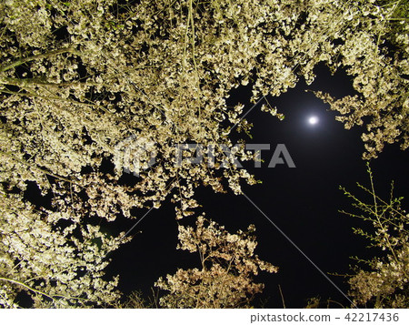 Mobara Sakura Festival Mobara Sakura Festival 42217436
